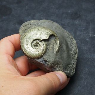 49mm Harpoceras AMMONITE Pyrite Mineral Fossil fossilien Ammoniten France 5
