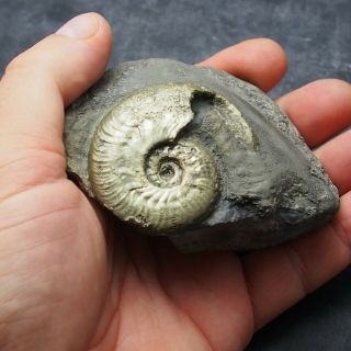 49mm Harpoceras AMMONITE Pyrite Mineral Fossil fossilien Ammoniten France 6