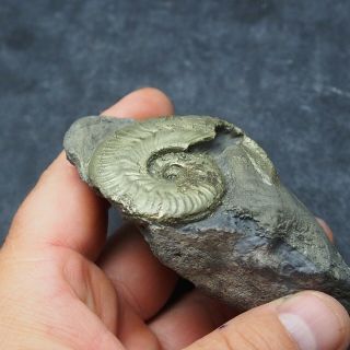 49mm Harpoceras AMMONITE Pyrite Mineral Fossil fossilien Ammoniten France 7