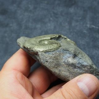 49mm Harpoceras AMMONITE Pyrite Mineral Fossil fossilien Ammoniten France 8