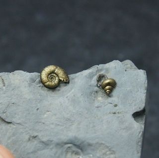 Alcolytoceras Oolitica Gastropode Ammonite Fossil Natural Pyrite France