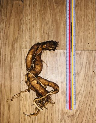 Mandrake - Mandragora Root.  Rare.  Unusually Extra Large Size.  Wicca Altar Item