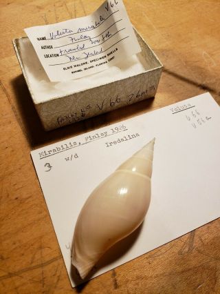 Voluta Mirabilis Iredalina,  Finlay 1926,  Zealand 76mm Rare