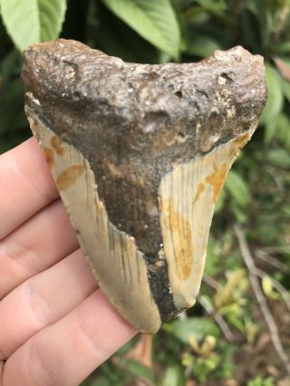 Huge 2.  73” Megalodon Tooth Fossil Shark Teeth Unrestored Natural 4