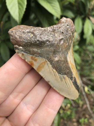 Huge 2.  73” Megalodon Tooth Fossil Shark Teeth Unrestored Natural 5
