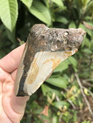 Huge 2.  73” Megalodon Tooth Fossil Shark Teeth Unrestored Natural 6
