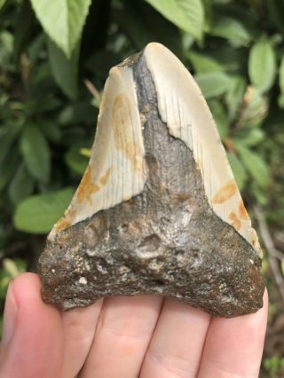 Huge 2.  73” Megalodon Tooth Fossil Shark Teeth Unrestored Natural 8