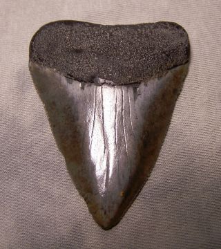 Great White Shark Tooth 2 9/16 Fossil Teeth Jaw Megalodon Cousin Good Size Sharp