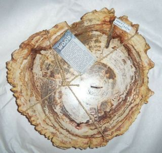 Petrified Wood Round Slab/Slice 1.  1KG/2.  4lbs Polished Top & Bottom Rough Edges 2
