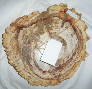Petrified Wood Round Slab/Slice 1.  1KG/2.  4lbs Polished Top & Bottom Rough Edges 3