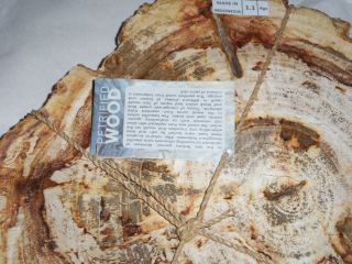 Petrified Wood Round Slab/Slice 1.  1KG/2.  4lbs Polished Top & Bottom Rough Edges 6