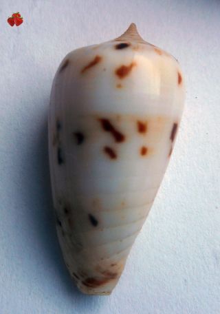 Conus Sertacinctus Solomonensis Makira,  Solomon I.  29,  2 Mm Gem Live Coll.  Rare