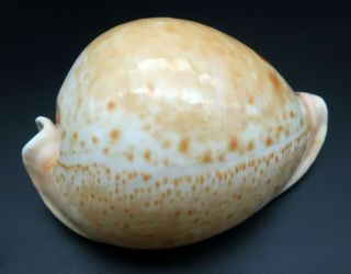 Giant Cypraea Umbilia armeniaca F,  105 mm Australia cowrie seashell I 2