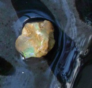 12.  0 carats Virgin Valley Precious Opal Petrified Wood Nevada 18mm 2