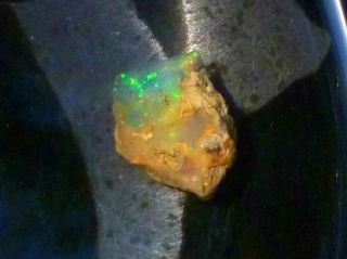 12.  0 carats Virgin Valley Precious Opal Petrified Wood Nevada 18mm 3