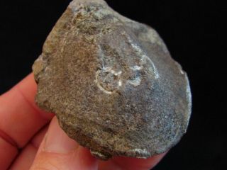 rare example of Devonian fish Pattenaspis 2