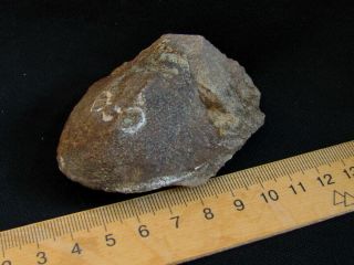 rare example of Devonian fish Pattenaspis 5