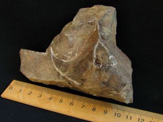 Rare specimen of Devonian armored fish Wladysagitta 2