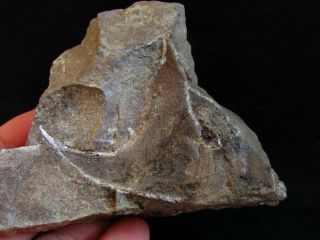 Rare specimen of Devonian armored fish Wladysagitta 3