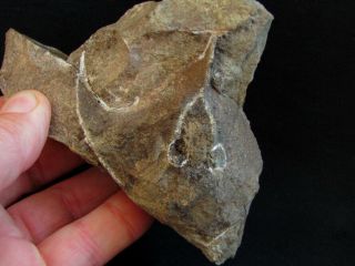 Rare specimen of Devonian armored fish Wladysagitta 4