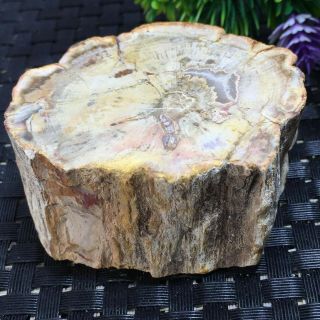 Natural Petrified Wood Fossil Crystal Polished Slice Madagascar 185g