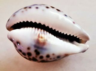 Seashell Cypraea Tigris Bluish Shell 6