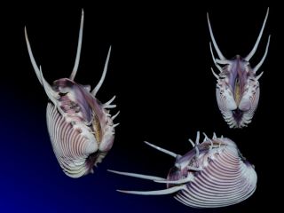 Seashell Pitar Lupanaria " Venus " Clam.  Exeptional Specimen Fantastic 41.  6 Mm