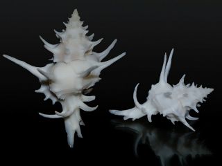 Seashell Poireira Pazi Ultra Long Spines Gorgeous 32.  1 Mm