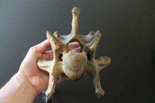 Fossil Bison Antiquus Cervical Neck Vertebra Pleistocene Georgia Ice Age
