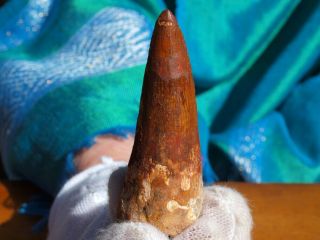Massive Spinosaurus Dinosaur Tooth Fossil 2.  57 " Inches 112 Million Years Old
