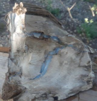 Piece Of Petrified Wood Opalized With Blue Vein Stands Alone 1.  11 Lbs.