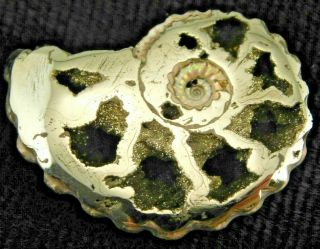 A Small Polished 100 Natural Pyrite Ammonite Fossil Mikhaylov Mine Russia 2.  33 E