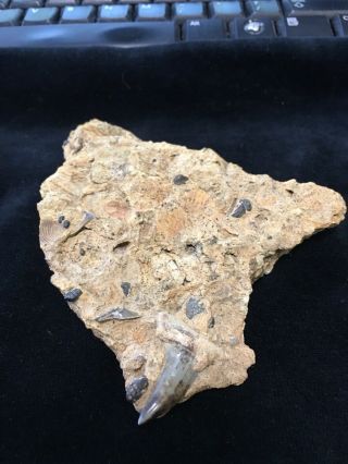 Fossilized Mako Shark Tooth In Matrix - Virginia