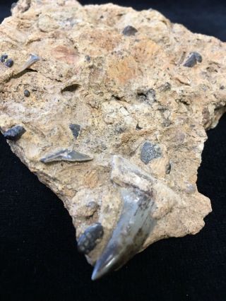 Fossilized Mako Shark tooth in Matrix - Virginia 2