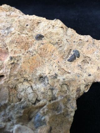 Fossilized Mako Shark tooth in Matrix - Virginia 4