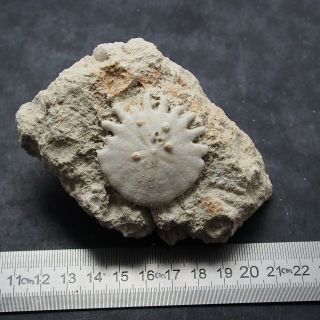 Echinoid Heliophora Orbiculus Fossil Sea Urchin Oursin Morocco Fossilien