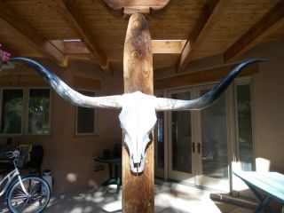 Longhorn Steer Skull 4 Foot 11 " Inch Wide Polished Bull Horns Mounted Cow Head