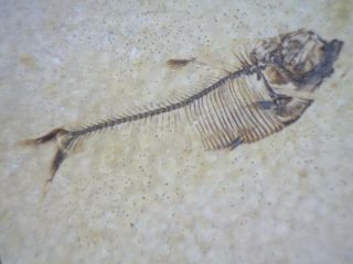Fossil Fish Diplomystus Dentatus From Eocene Shark Period Green River Fm Aeons