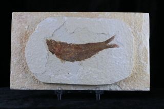 3.  2 In Knightia Eocaena Fossil Fish Green River Wy Eocene Age & Stand