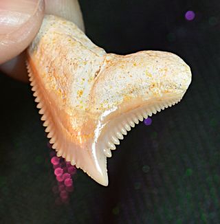 Galeocerdo Eaglesomi Extinct Tiger Shark Tooth Fossil Teeth