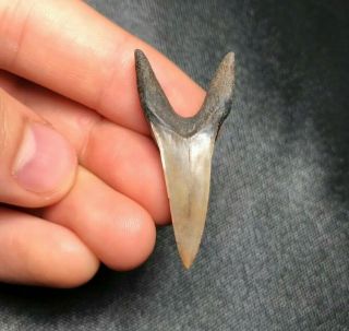 Rare 1.  66 " Red Site Mako Shark Tooth Teeth Fossil Sharks Necklace Megalodon