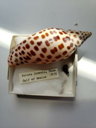 Scaphella Junonia Voluta,  Shaw 1808,  Gulf Of Mexico,  102mm W/ Pc Of Dried Animal