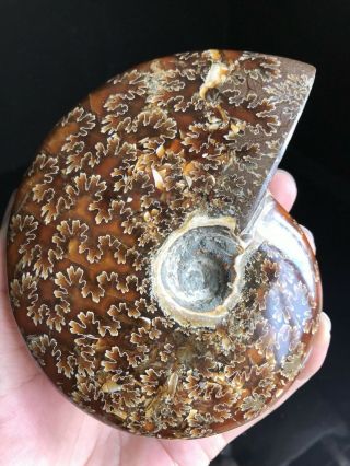 369natural Whole Ammonite Fossils Large Conch Shell Collectible Minerals Shells