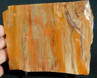 A Colorful 225 Million Year Old Polished Petrified Wood Fossil Arizona 603gr E
