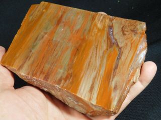 A Colorful 225 Million Year Old Polished Petrified Wood Fossil Arizona 603gr e 2