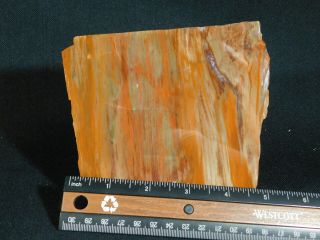 A Colorful 225 Million Year Old Polished Petrified Wood Fossil Arizona 603gr e 3