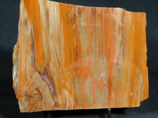 A Colorful 225 Million Year Old Polished Petrified Wood Fossil Arizona 603gr e 4