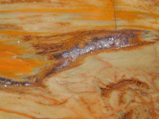 A Colorful 225 Million Year Old Polished Petrified Wood Fossil Arizona 603gr e 5