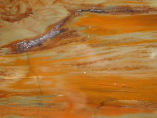 A Colorful 225 Million Year Old Polished Petrified Wood Fossil Arizona 603gr e 7