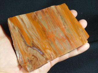 A Colorful 225 Million Year Old Polished Petrified Wood Fossil Arizona 603gr e 8